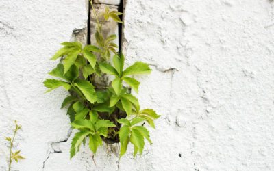 Resilience and how we can get more of it